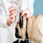 Eye , Ear & Dental Care